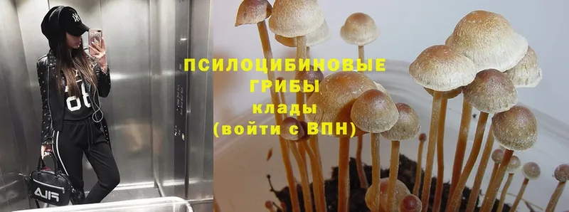 Галлюциногенные грибы Cubensis  кракен ссылки  Струнино 